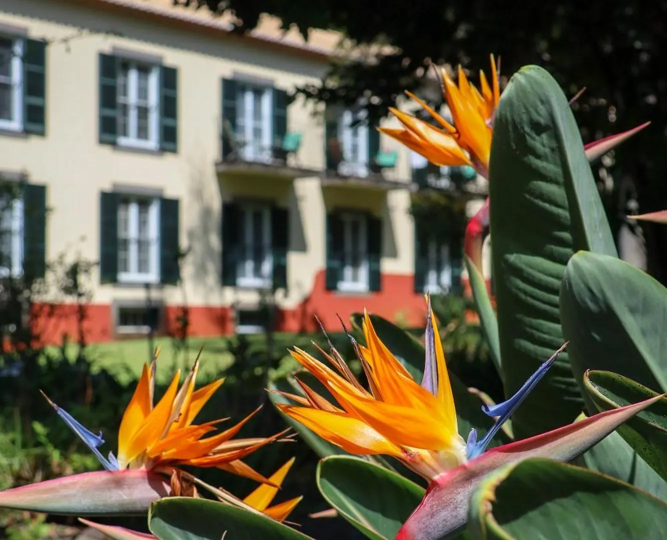 Quinta Da Bela Vista Hotel Funchal  Funchal (Madeira)